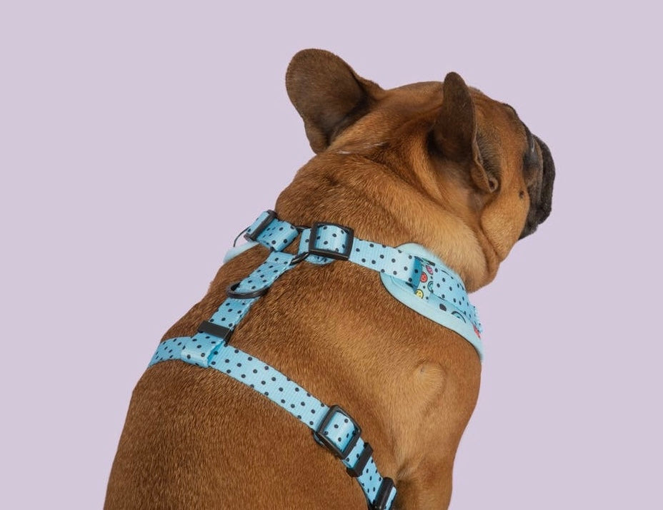 Big and clearance little dog harness