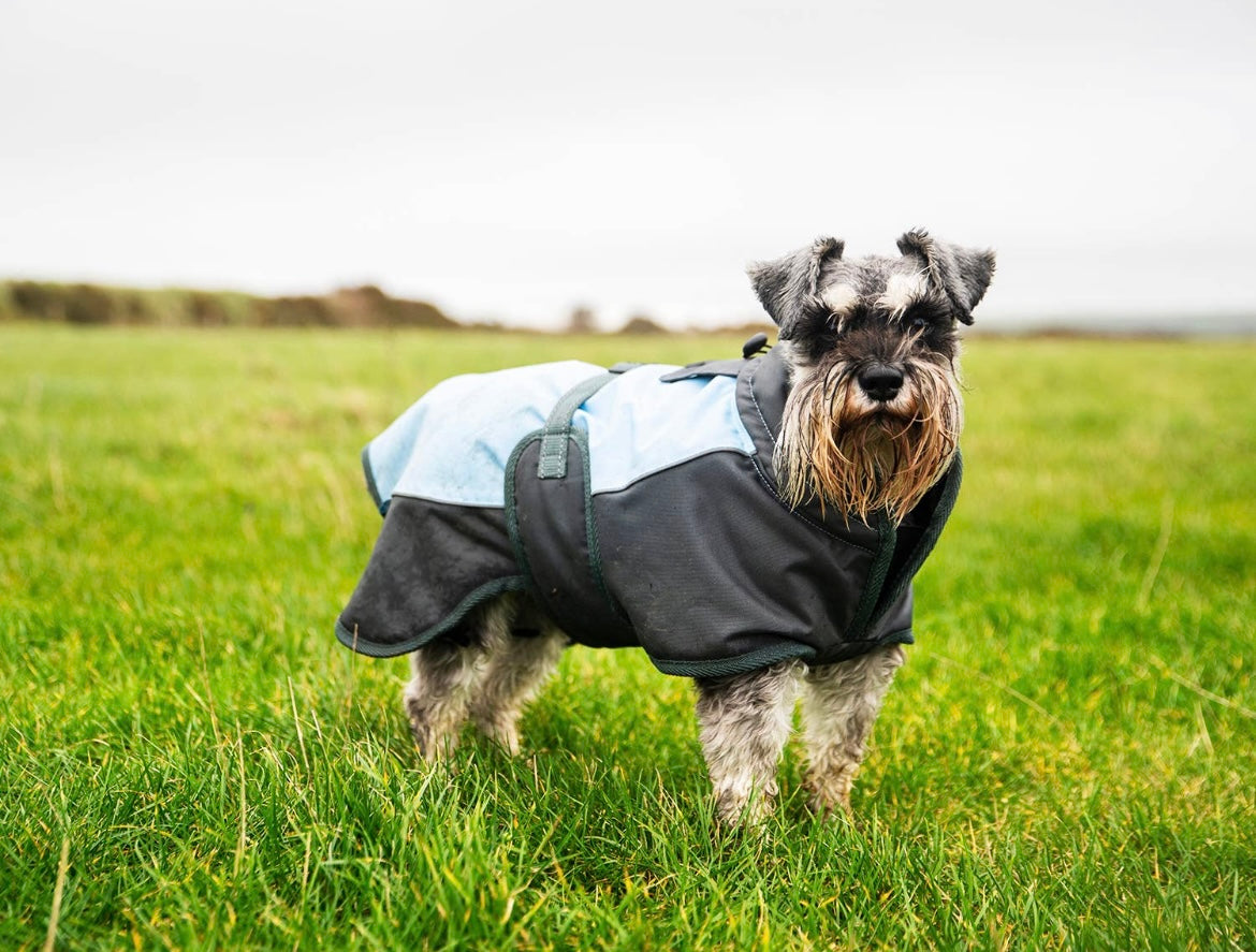 Miniature clearance schnauzer raincoat