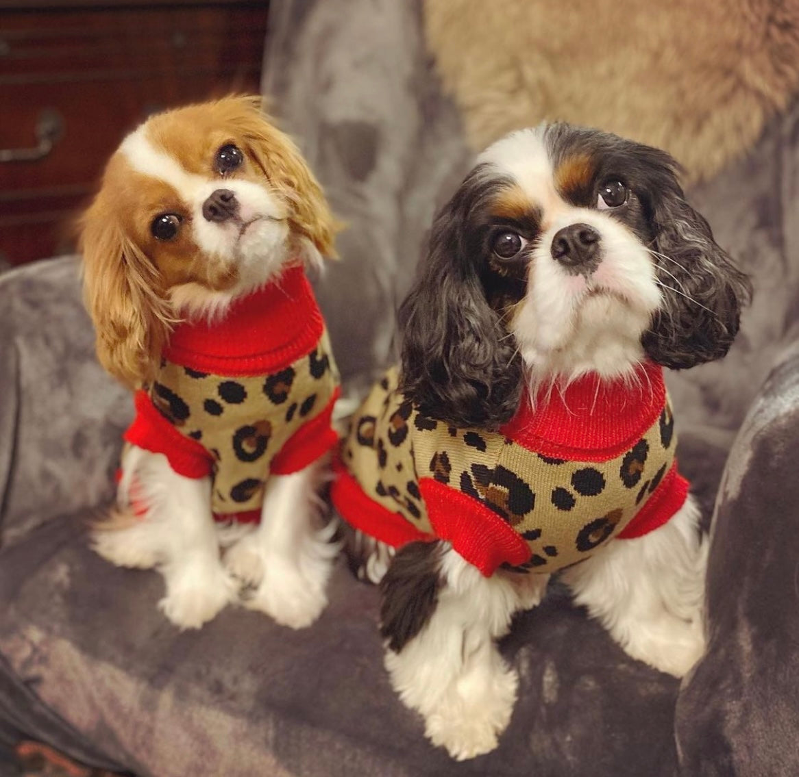 Leopard print best sale dog jumper