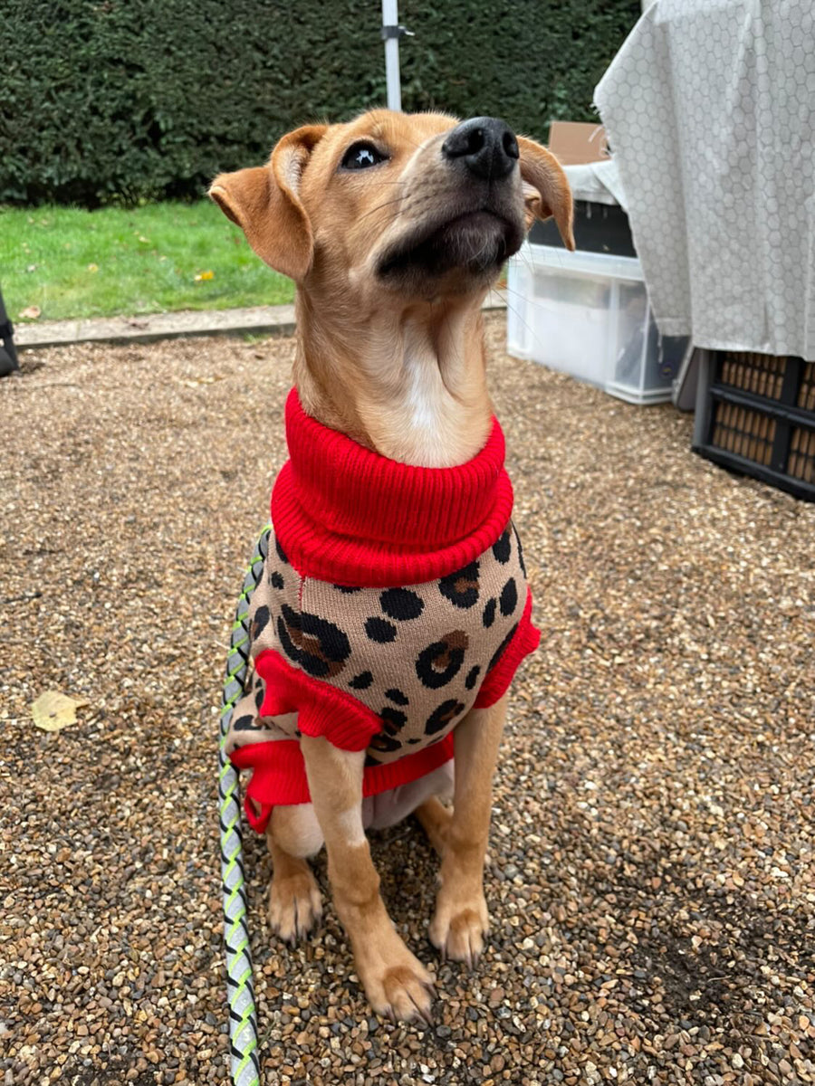 Cheetah print cheap dog sweater