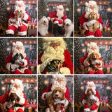 Santa Paws Festive Christmas Party Sunday 8th Dec @ Mi Coffee & Cake