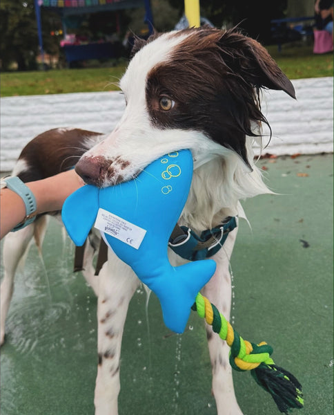 Whale Floating Dog Toy By Pawise