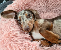 Blush Pink Soft Calming Donut Dog Pet Bed By Pet Wiz