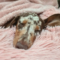 Blush Pink Fluffy Fleece Blanket By Pet Wiz