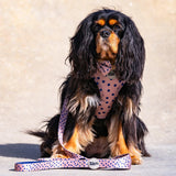 Fashion Icon Polka Dot Collar By For Dog Lovers