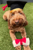 K9 Scholar Hat & Diploma Dog Toy by P.L.A.Y