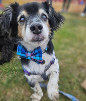 Cambridge Tartan Dog Bow Tie Handmade By Urban Tails