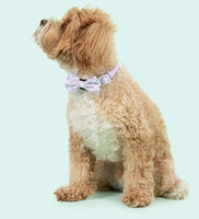 Berry Gingham Dog Collar By Big & Little Dogs