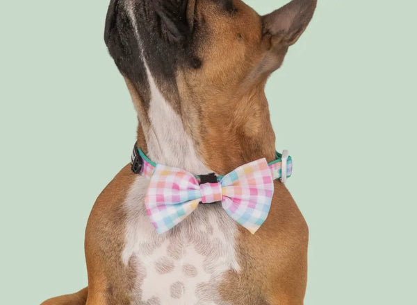 Rainbow Gingham Dog Collar By Big & Little Dogs