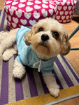 Sky Blue Cosy Dog Hoodie