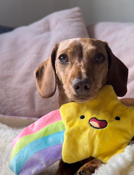 Happy Times Twinkle Star Dog Toy By PawStory