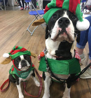 Santa Paws Festive Christmas Party Sunday 8th Dec @ Mi Coffee & Cake