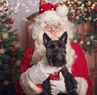 Santa Paws Festive Christmas Party Sunday 8th Dec @ Mi Coffee & Cake