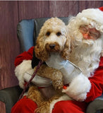 Santa Paws Festive Christmas Party Sunday 8th Dec @ Mi Coffee & Cake